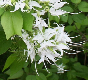 Bauhinia mexicana - Mexican Orchid Tree